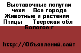 Выставочные попугаи чехи  - Все города Животные и растения » Птицы   . Тверская обл.,Бологое г.